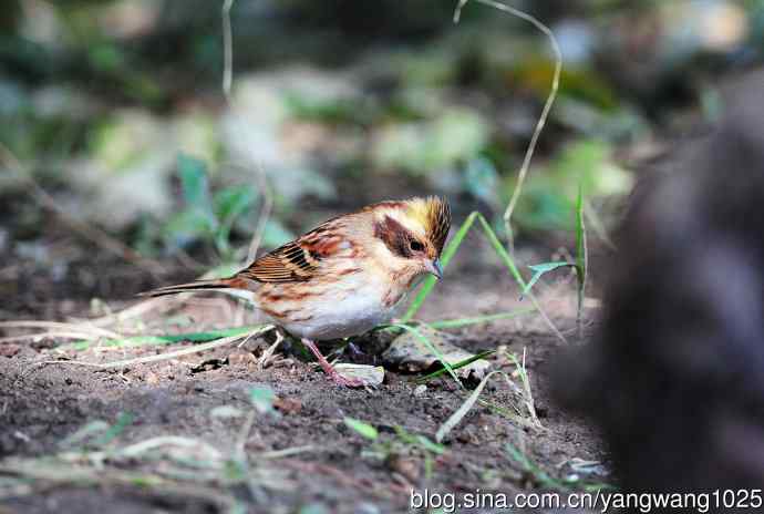 雌性黄喉鹀（11）