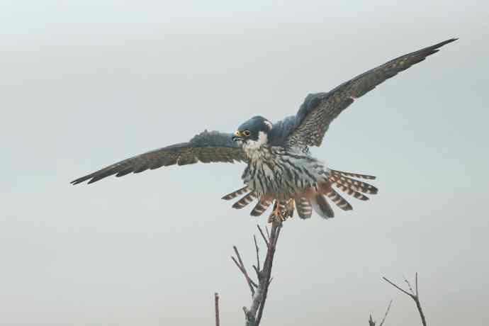 晾翅鈥斺斢旰笱圉