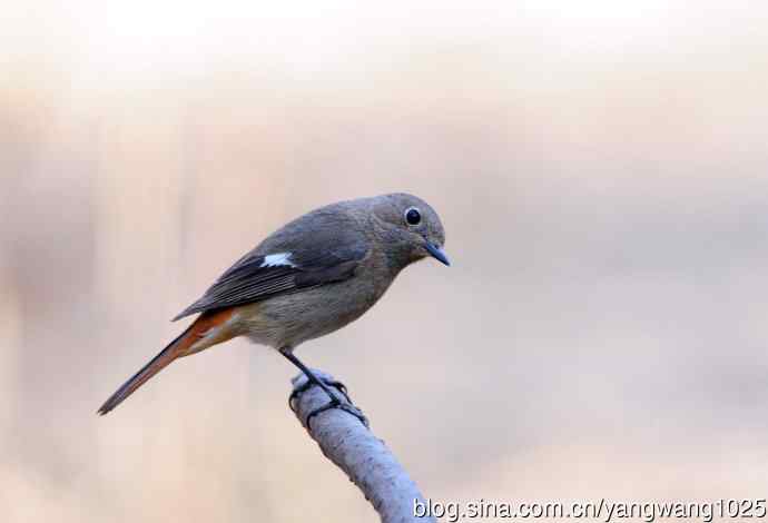 雌性北红尾鸲（7）