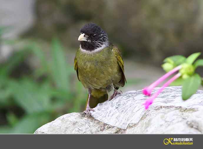 近期记录的杂鸟几片【实拍】