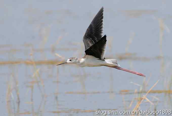 鸬鹚红腿儿和麦鸡鈥斺斈诿晒勰裥校ㄋ模