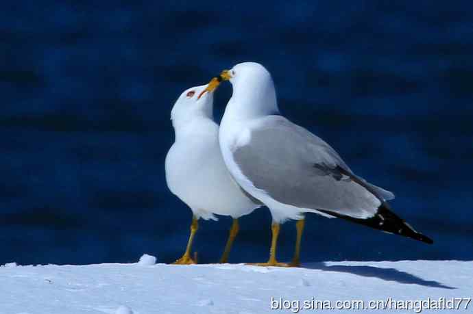 环嘴鸥（5）