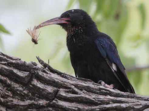 绝色攀禽:戴胜与林戴胜 绝色攀禽:戴胜与林戴胜