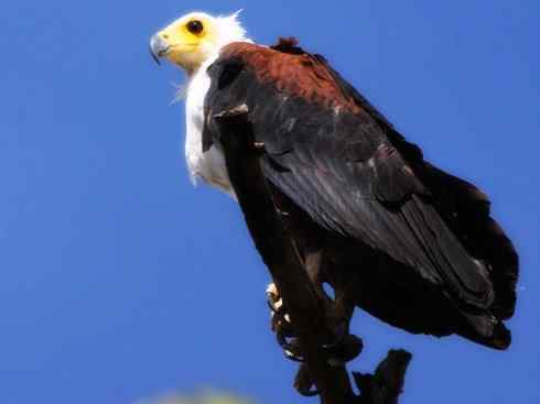 白头鸟系列：另类的美丽（吼海雕）