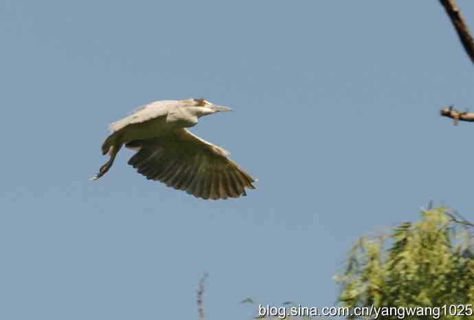 北京动物园的鸟类——飞(夜鹭) 3