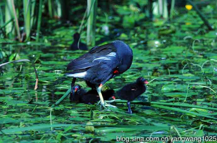 妈妈与宝宝（黑水鸡）