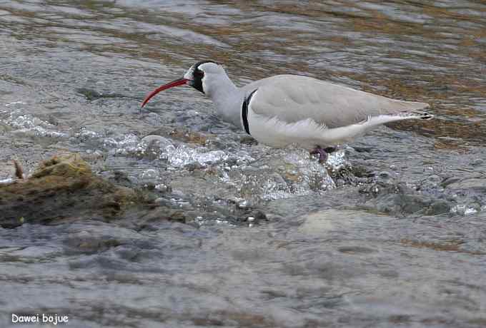 亚洲山地珍鸟：鹮嘴鹬