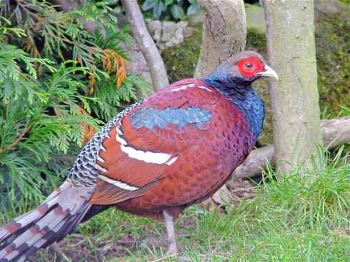 凤凰：传说的鸟原型探秘（雉鸡）
