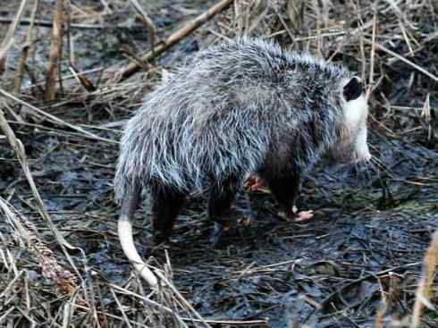 动物世界:山寨还是原创之十一 动物世界:山寨还是原创之十一