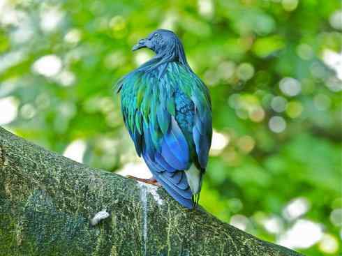 凤凰：传说中的鸟原型探秘（孔雀雉）