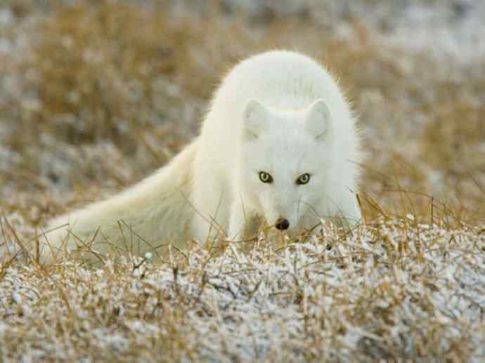 犬科：狐亚科之北极狐（雪鸮、雷鸟）