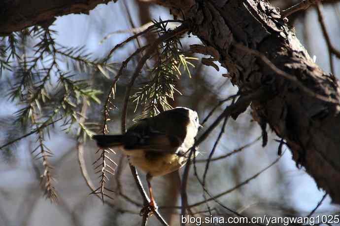 北京动物园的鸟类——柏树丛中的戴菊