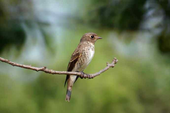 乌鹟翻飞送鸟荒