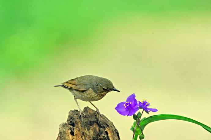 雌性蓝歌鸲与紫露草(1) 雌性蓝歌鸲与紫露草(1)