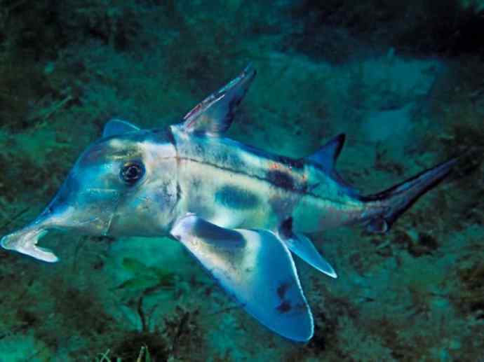 鱼类活化石：叶吻银鲛