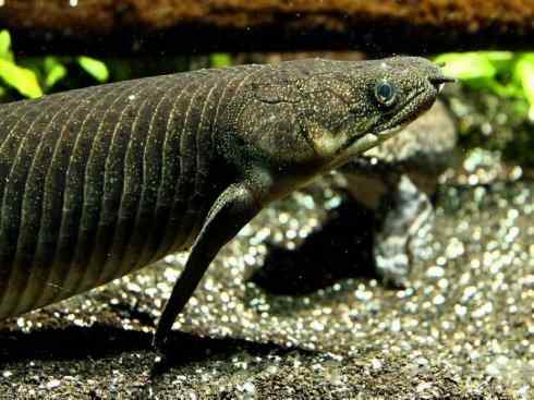 鱼类活化石:多鳍鱼 鱼类活化石:多鳍鱼