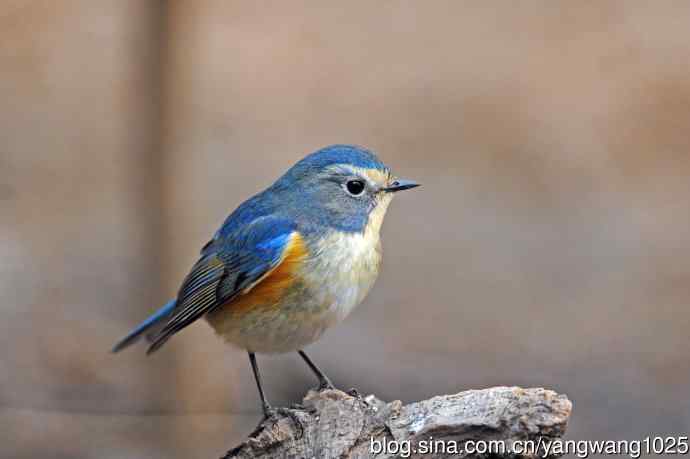 雄性红胁蓝尾鸲（23）