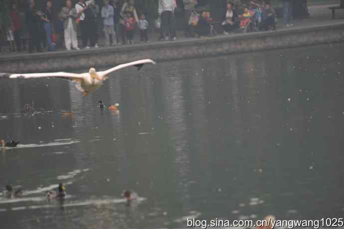 再拍鹈鹕 wbr11 再拍鹈鹕 wbr11