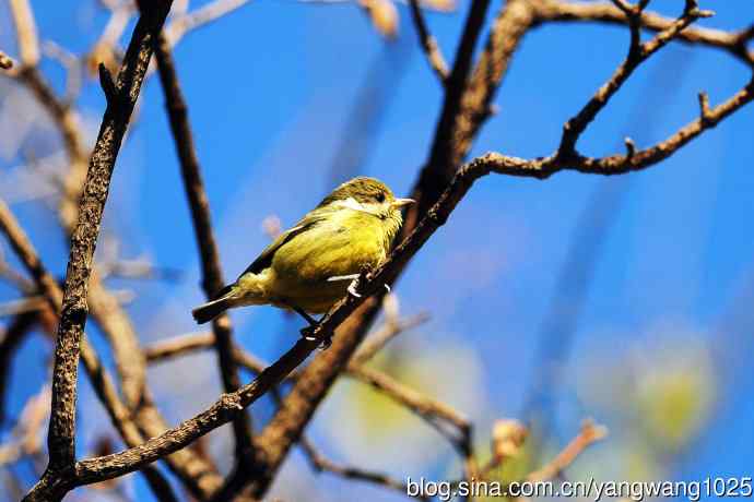 黄腹山雀(6) 黄腹山雀(6)
