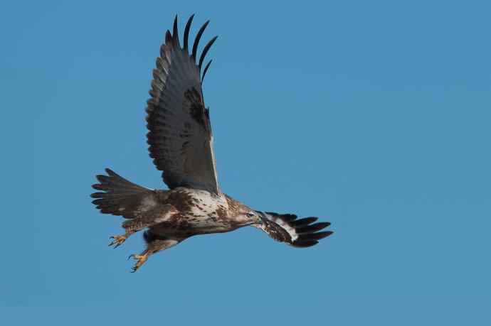 大鵟起飞