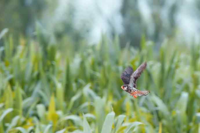 周末野鸭湖（自然摄影）