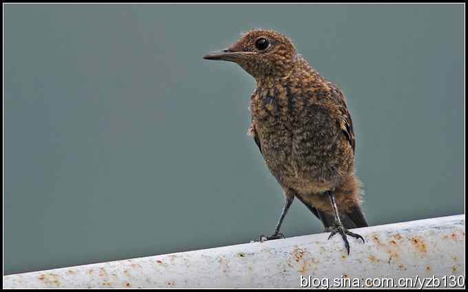 金海湖的鸟（3）——蓝矶鸫（组图）
