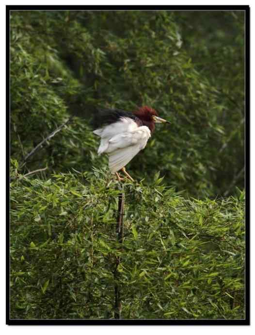 阳山摄鹭之池鹭篇