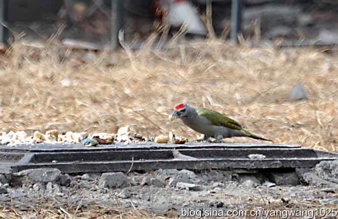 随走随拍【灰头绿啄木鸟（雄性）】