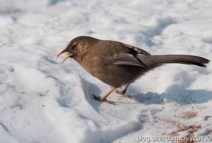 瑞雪兆丰年鈥斺斏皆腽蹋ㄗ橥迹6张图片）