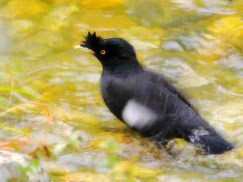 家禽驯化之源之十四