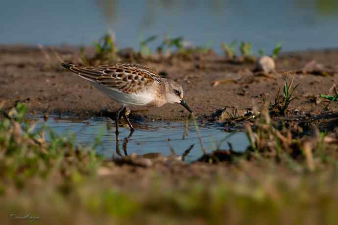 野鸭湖.红颈滨鹬