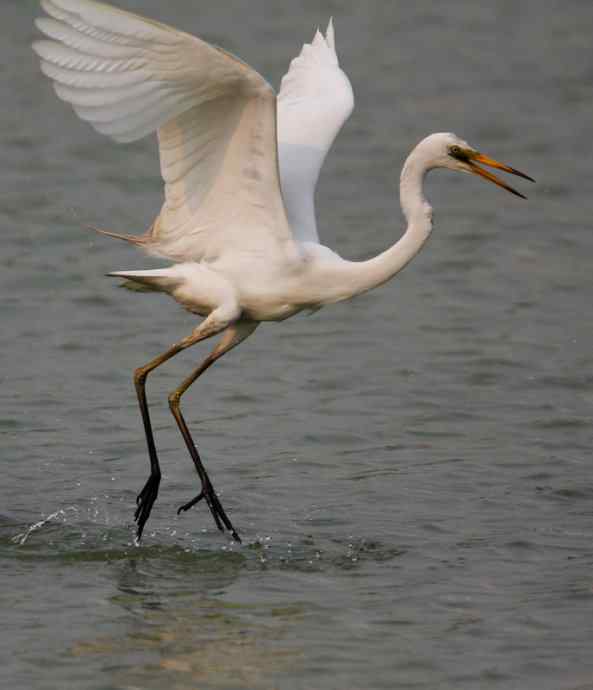 野生白鹭与都市的和谐相处