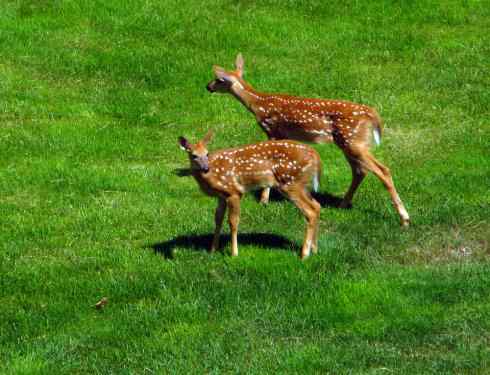 小鹿斑比姐妹俩 小鹿斑比姐妹俩