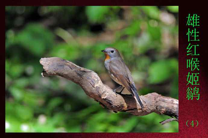 北京天坛公园的鸟类——雄性红喉姬鹟（4）