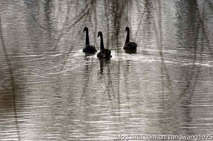 逆光拍摄黑天鹅 wbr1
