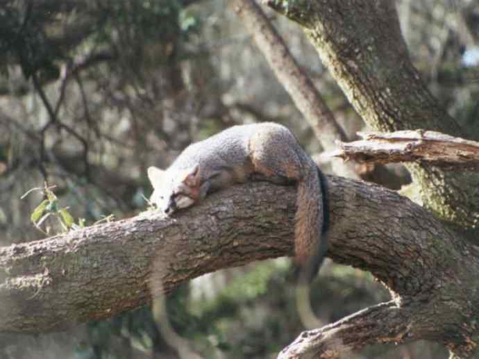 犬科：狐亚科灰狐属之灰狐、岛屿灰狐