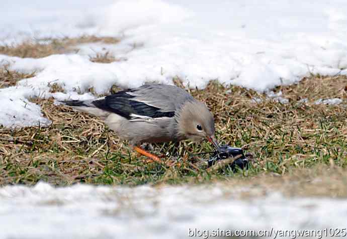 丝光椋(liang)鸟 丝光椋(liang)鸟