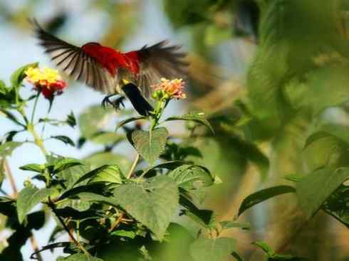 美丽无罪：雀鸟之太阳鸟