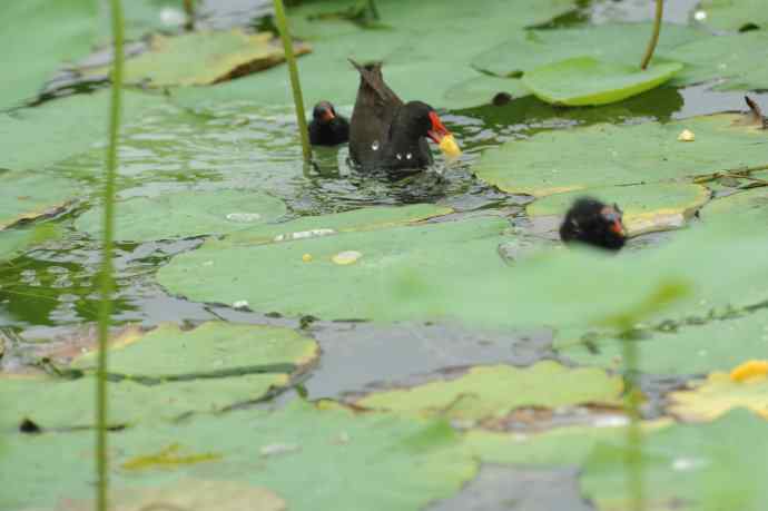 再拍黑水鸡（纪实）1