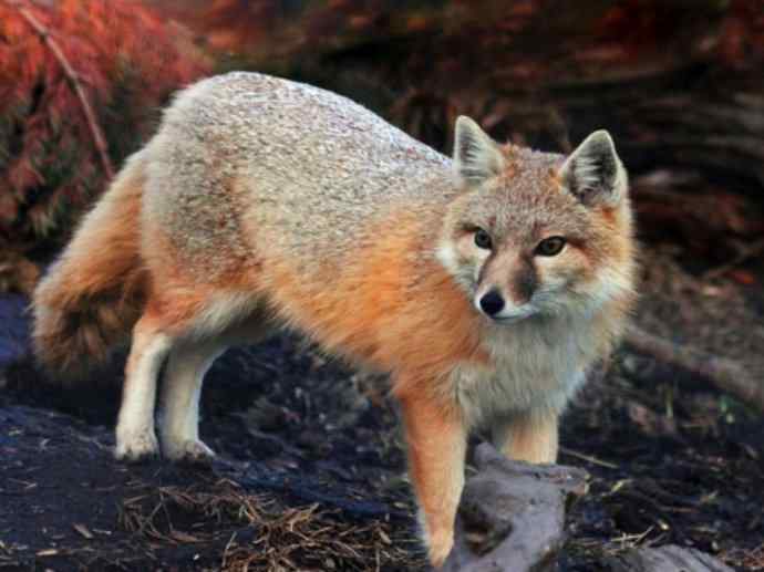 犬科：狐亚科狐属