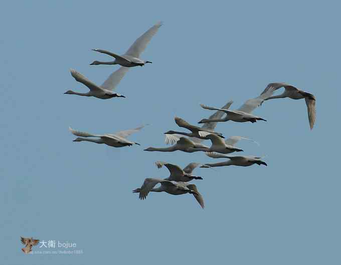 寻大鸨 wbr三百里加急走密城 寻大鸨 wbr三百里加急走密城