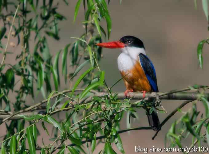 初次觐见幽州蓝妃（组图，12张图片）