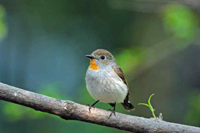 雄性红喉姬鹟(9) 雄性红喉姬鹟(9)