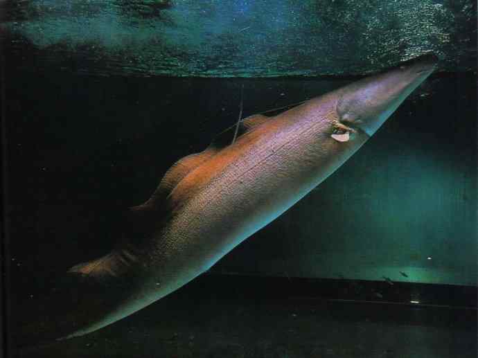 鱼类活化石：裸臀鱼