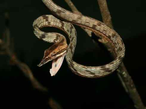 龙:传说的兽原型探秘(树蛇类) 龙:传说的兽原型探秘(树蛇类)