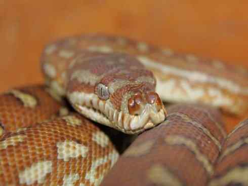 龙:传说的兽原型探秘(树蟒类) 龙:传说的兽原型探秘(树蟒类)