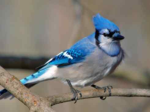 美丽无罪：雀鸟之蓝鸦