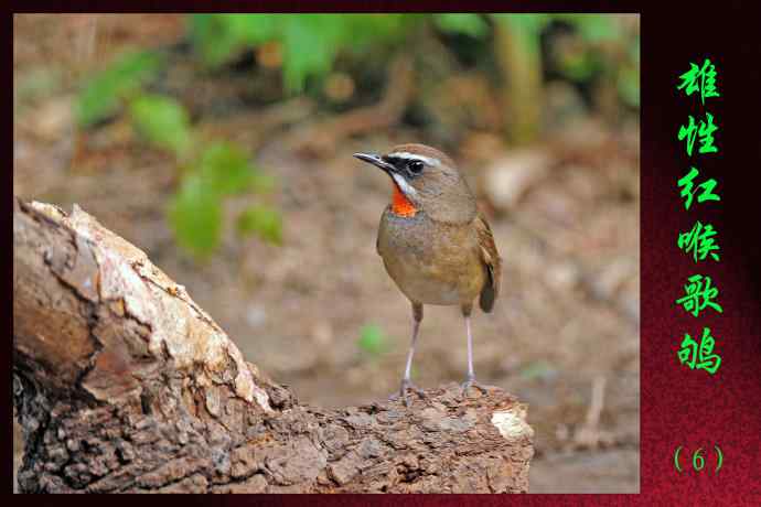北京天坛公园的鸟类——雄性红喉歌鸲（6）