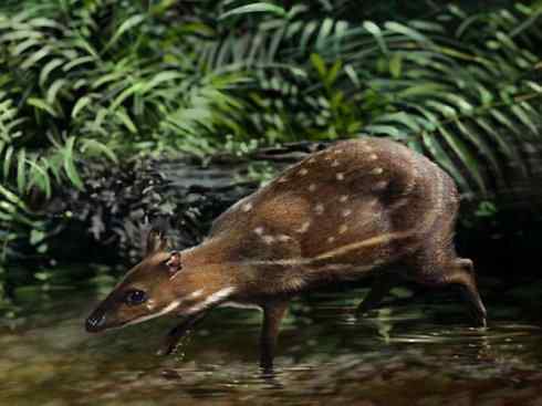 麒麟：传说的兽原型探秘（长颈鹿）