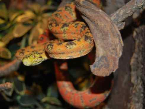 龙：传说的兽原型探秘（树蚺类）